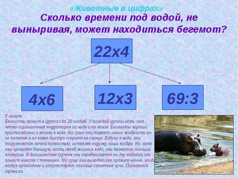 Удаться насколько. Сколько Бегемот может находиться под водой. Бегемот сколько может быть под водой. Ареал бегемотов. Сколько Бегемот находится под водой.