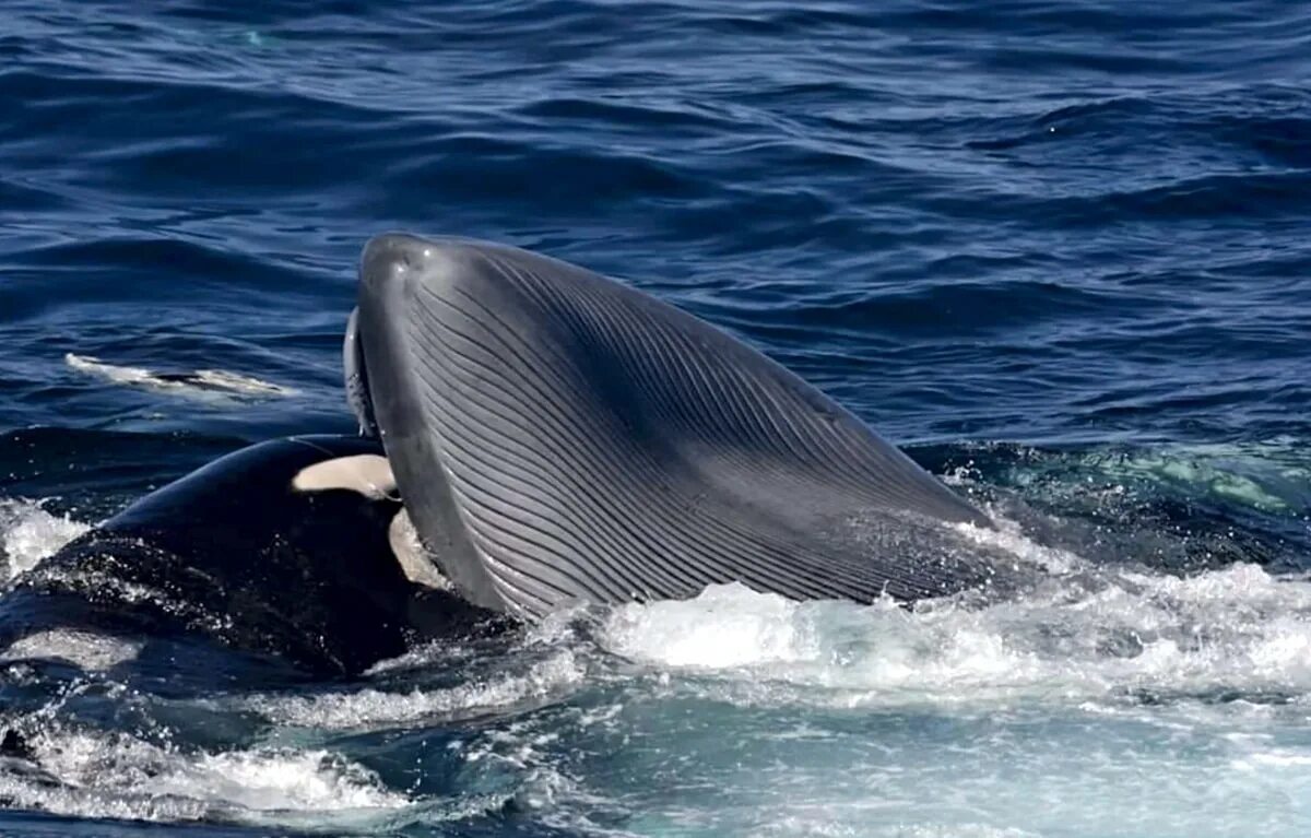 Нападение касаток. Синий кит и Касатка. Касатка охотится на кита. Что едят киты. Касатка на охоте.