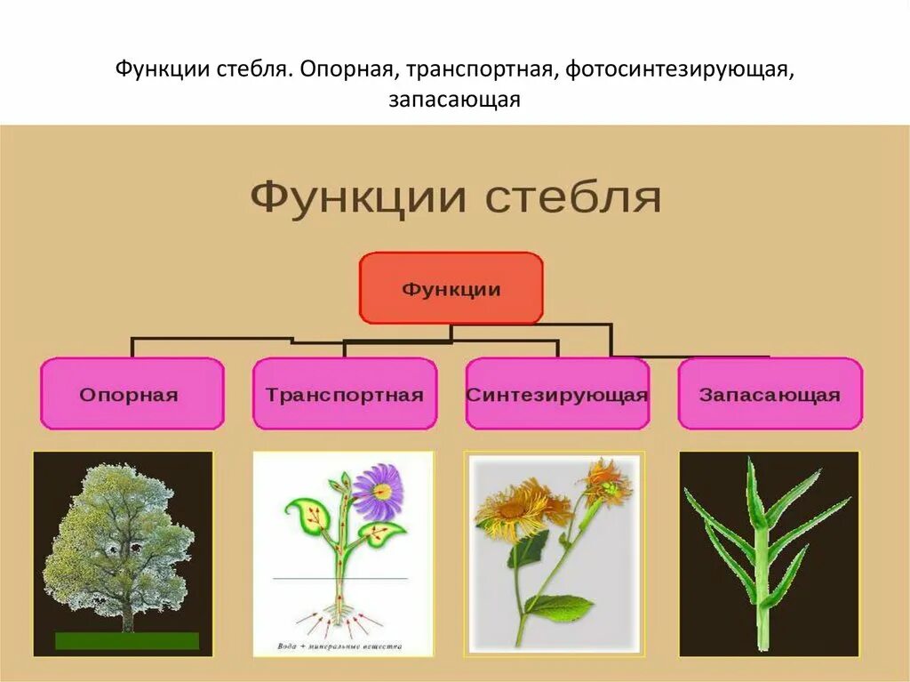 Стебель растения. Функции стебля. Стебель растения выполняет. Транспортная функция стебля.