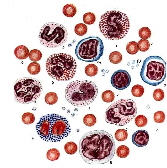Форменные элементы крови КРС. Морфология клеток крови коровы. Палочкоядерные нейтрофилы морфология. Форменные элементы крови нейтрофилы. Лейкоцитарная формула эозинофилы