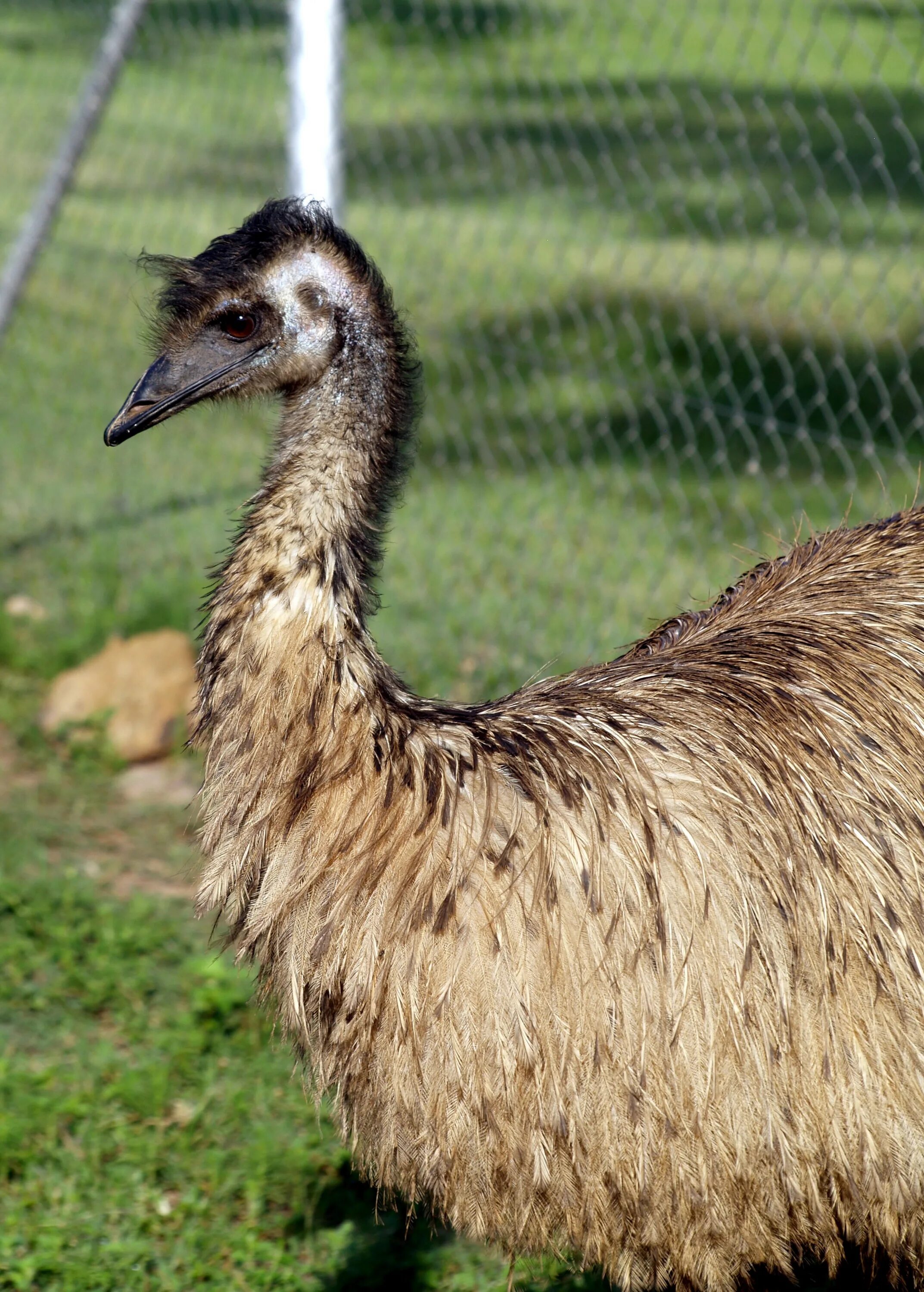 Emu o