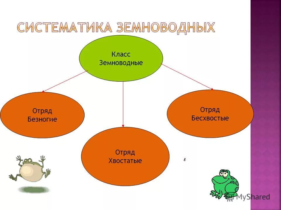 систематика амфибий. систематика амфибий. систематика амфибий. систематика бесхвостых амфибий. систематика амфибий.