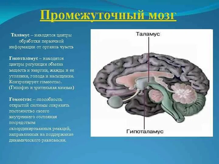 Где расположены центры регуляции. Промежуточный мозг. в таламусе находятся центры. центры промежуточного мозга. нервные центры промежуточного мозга.