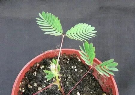 Складывают листья