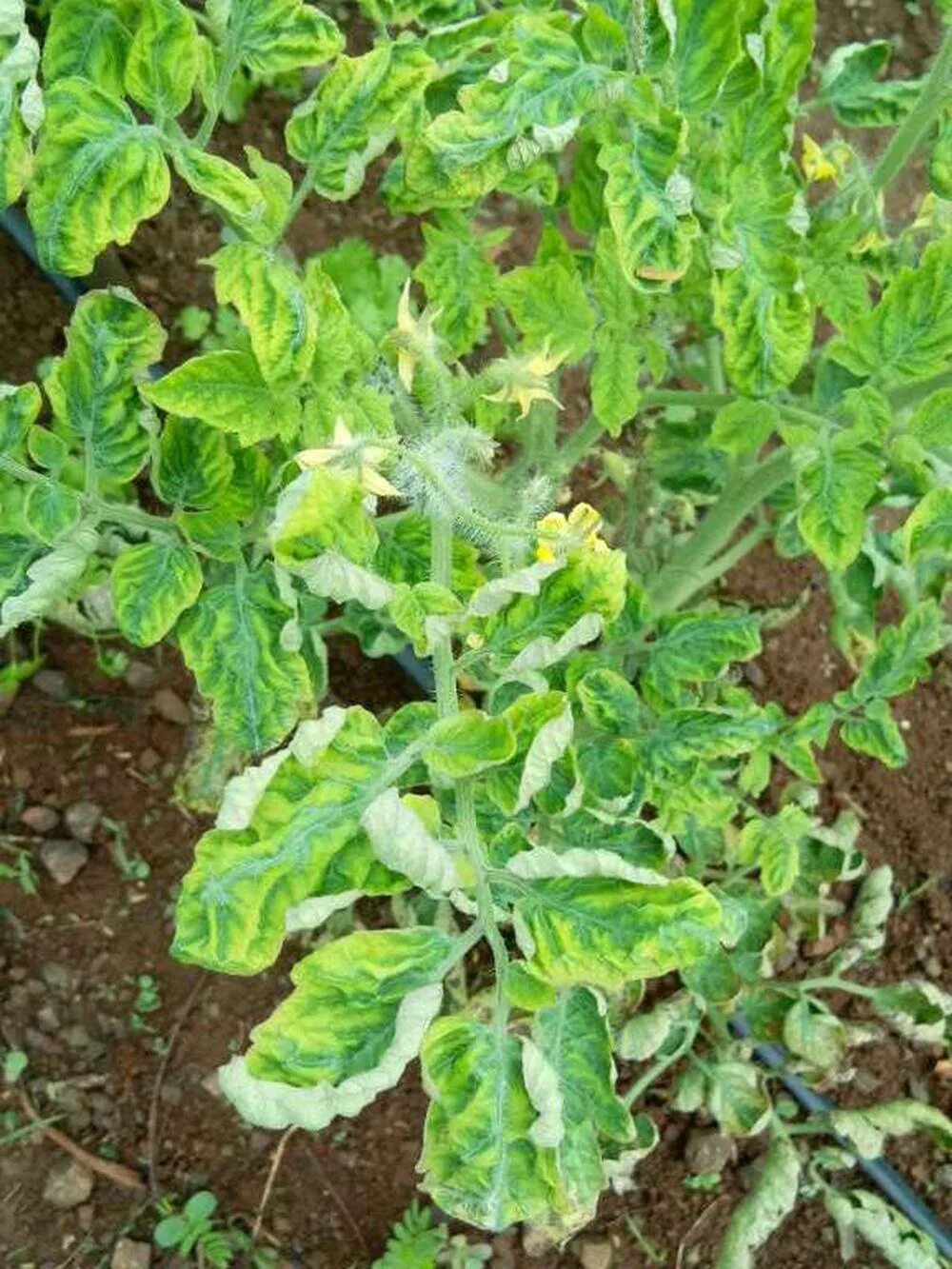 Хлоротическая курчавость томатов. Курчавость листьев. Курчавость томатов. Курчавость томатов. Желтая курчавость томата.