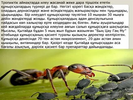 Сүйікті қызыңызға арналған эротикалық өлеңдер