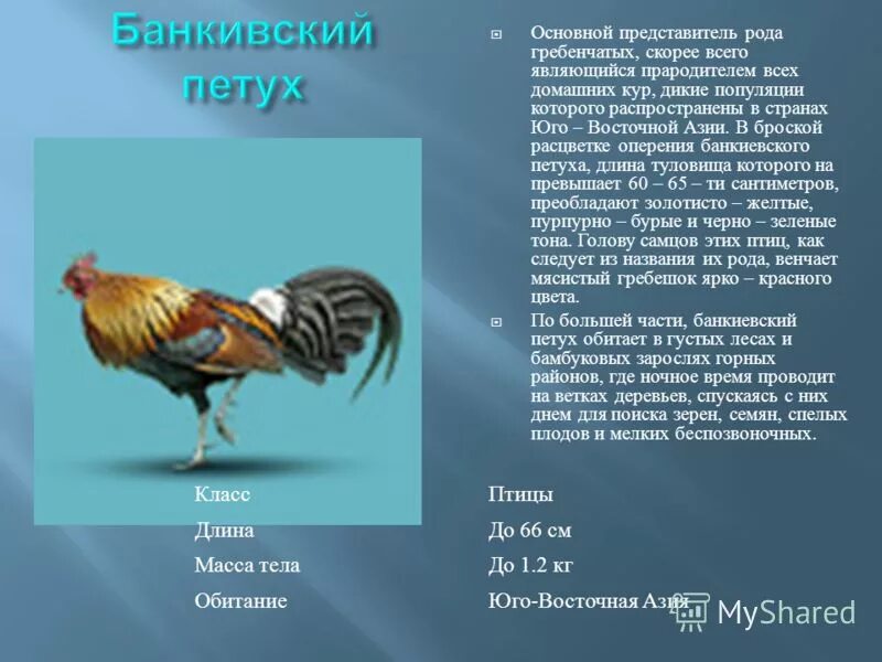 доклад про курицу. курица относится к животным. систематическое положение курицы. курица относится к животным. породы домашних кур.