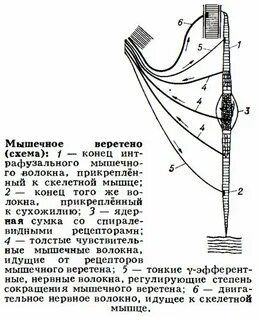 Мышечное веретено