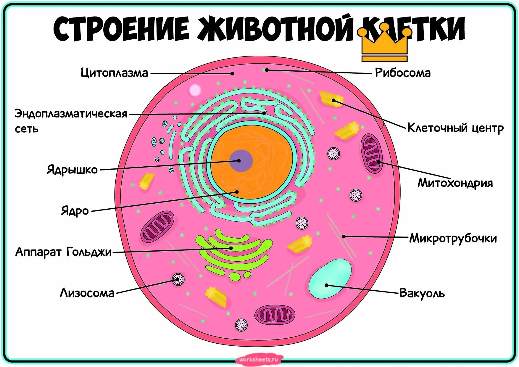 Клеточный состав живых организмов. Схема строения живой клетки. Схема строения клетки животного. Рис. 1 строение животной клетки. Строение живой клетки с подписями.