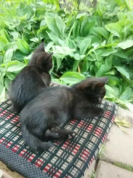 Котёнок уголёк. Котенок черный Уголек. Черный кот на даче. Сказка про котенка Уголька. Сказка уголек ворона