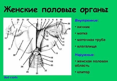 Чешется наружные органы