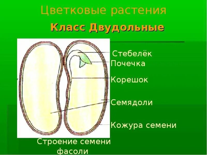 Почечка функции. Строение семени фасоли. Строение семени двудольного растения. Строение семядоли фасоли. Фасоль строение растения.