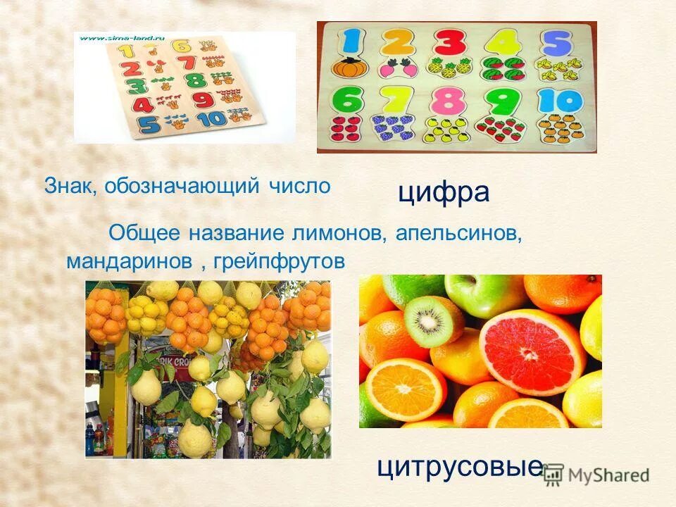Как правильно выбрать лимон. Из чего состоит лимон. Выбери имя лимону. Выбери имя лимону. Лимонное дерево описание растения.