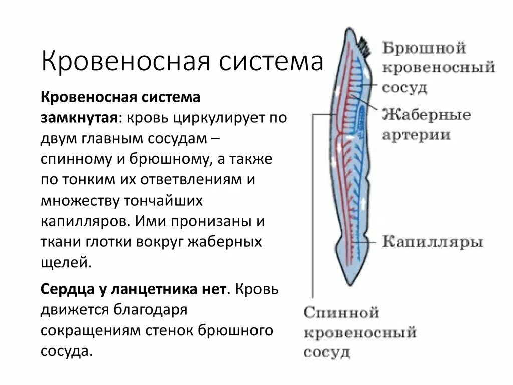 Кольчатые черви кровеносная система. Медицинская пиявка кровеносная система. Дыхательная система кольчатых червей. У пиявок замкнутая кровеносная система. Кровеносная система червей.