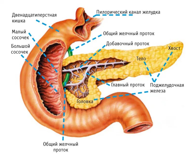 Вирсунгов проток это. Поджелудочна желеща и 12перстная. Двенадцатиперстная кишка анатомия поджелудочная. Сосочек 12 перстной кишки. Большой сосочек 12 перстной кишки анатомия.