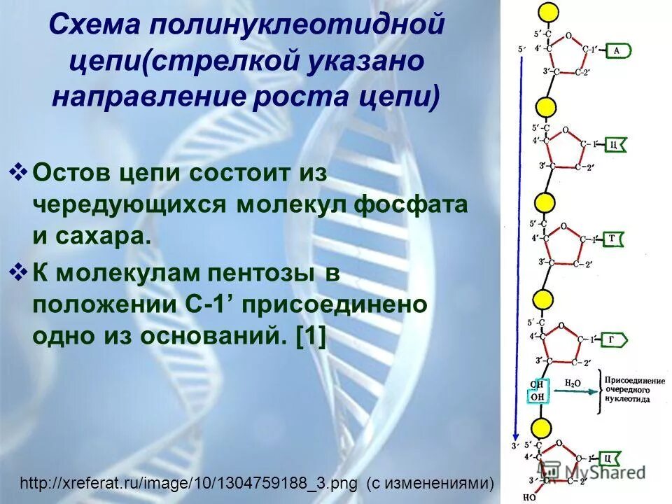 Полинуклеотидная цепь связи