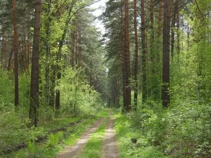 Леса алтайского края