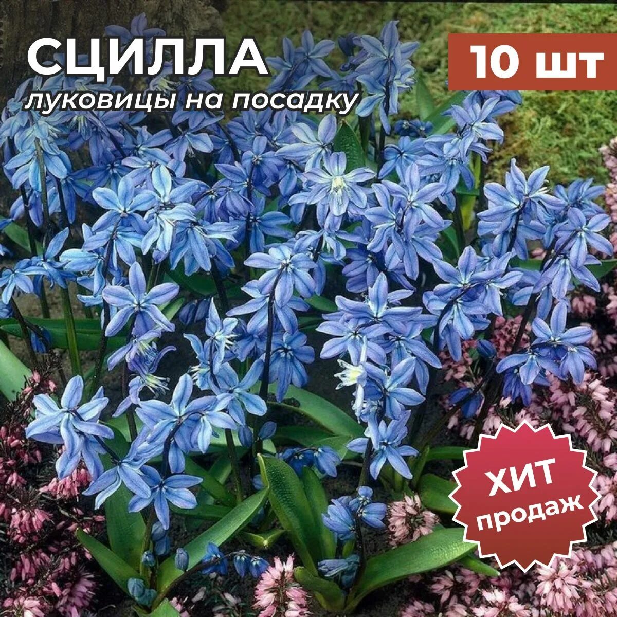Пролеска как называется. Пролеска сцилла. сцилла сибирская. siberica сцилла. пролеска сибирская.