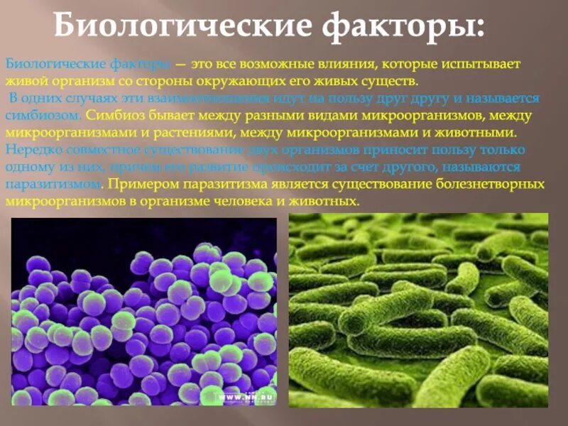 Биологические факторы. Биологические факторы микроорганизмов. Биологические факторы окружающей среды. Влияние биологических факторов на микроорганизмы.