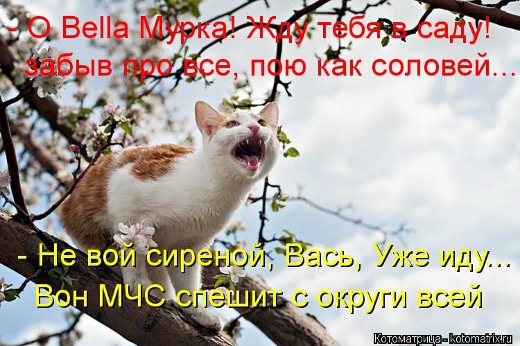 Как соловей лета. Открытка жду ответа как соловей лета. Жду ответа как соловей лето. Жду ответа как соловей лето. Его ждут как соловей лета 5.