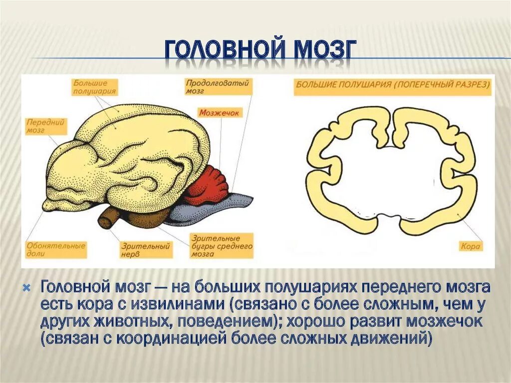 Укажите какой цифрой обозначена часть мозга млекопитающего. Схема головного мозга млекопитающих. Строение головного мозга млекопитающих. Головно ймогз млекопитающих. Функции головного мозга животных.