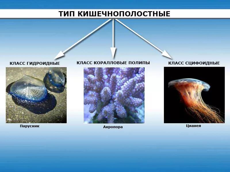 Группы организмов кишечнополостные. Гидроидные Сцифоидные коралловые полипы. Представители кишечнополостных биология. Тип Кишечнополостные. Прежставителикишечнополостных.