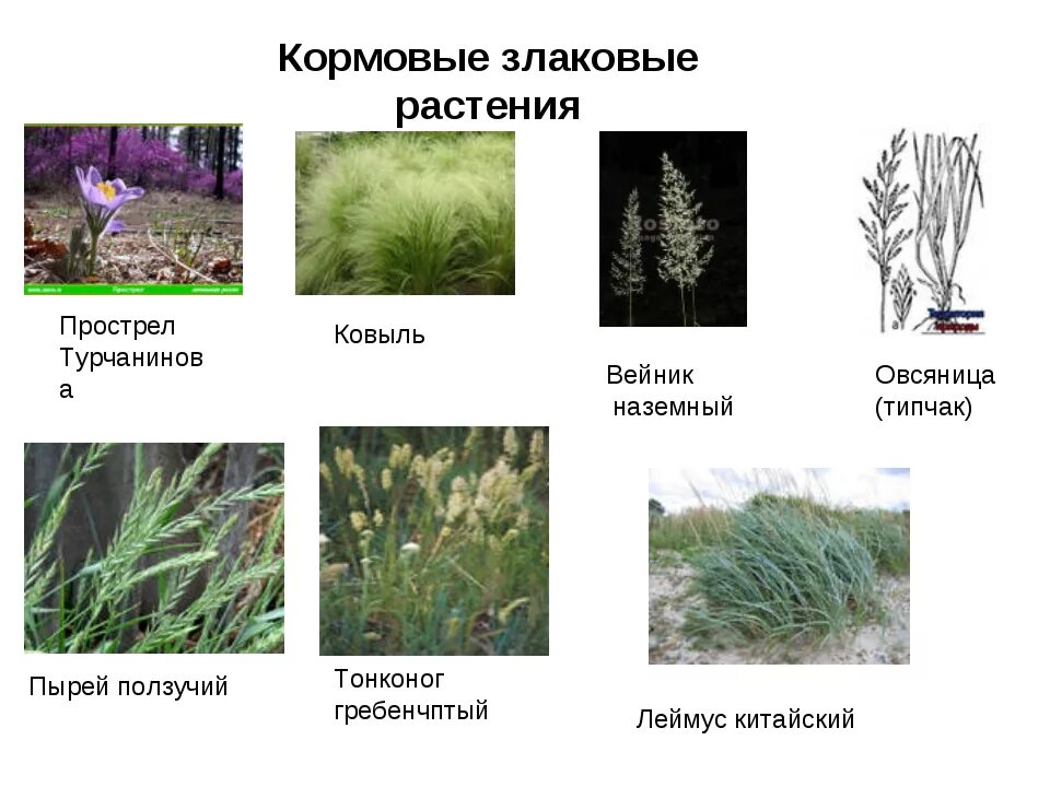 Назовите растительные корма. Злаковые травянистые растения. Кормовые злаковые травы. Злаковые растения названия. Злаковые сорные растения.