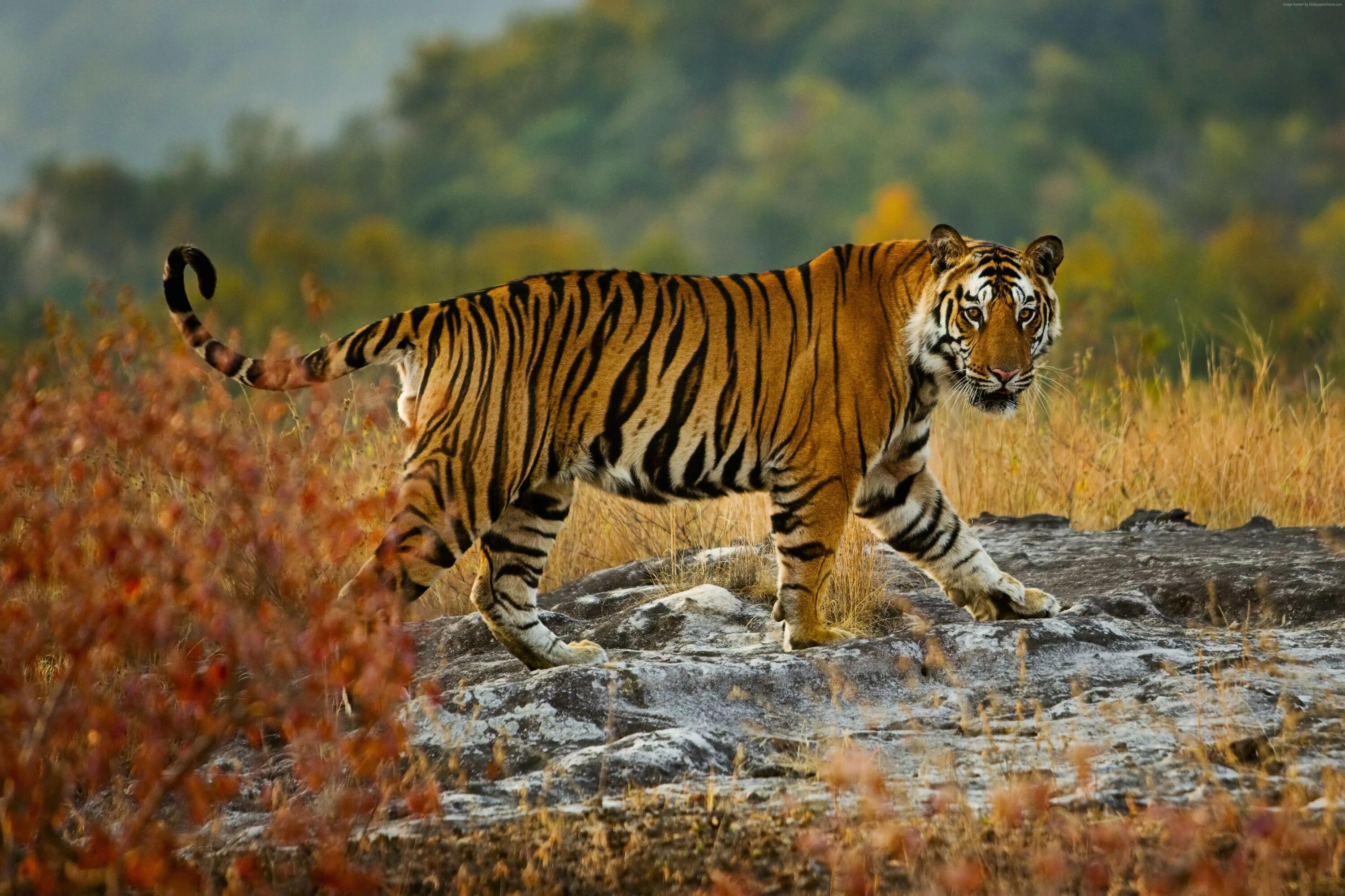 Tigr. Тайгер тигр. Тигр (Panthera Tigris). Бенгальский тигр.