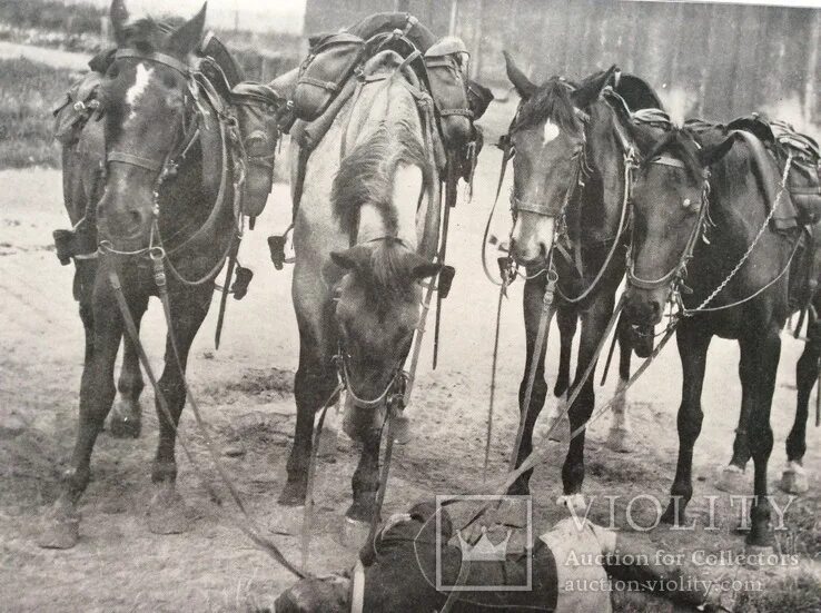 Лошади во время войны. Кавалерия в ВОВ 1941. Лошади в Великой Отечественной войне 1941-1945. Лошади в Великой Отечественной войне. Кони в Великую отечественную войну.