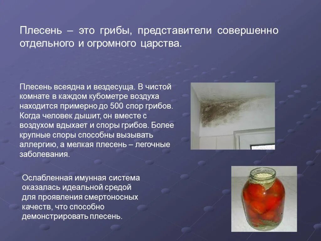 Плесень это тоже гриб проект 3 класс PPT Работа Жучкова Владислава PowerPoint Presentation ID:4391665