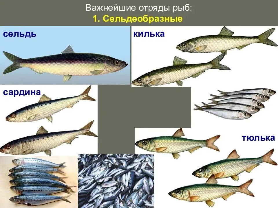 Отряд Сельдеобразные рыбы. Костные рыбы Сельдеобразные. Сельдеобразные сельдь. Отряд Сельдеобразные представители. Какие рыбы относятся к классу костные