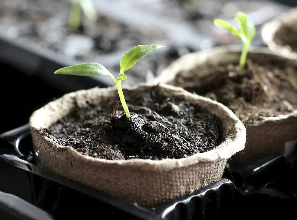 пикирование рассады перца. баклажаны семена на рассаду. росток болгарского перца. когда сажать рассаду перца в 2024 семена. когда сажать рассаду перца в 2024 семена.