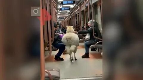 Свободный вагон