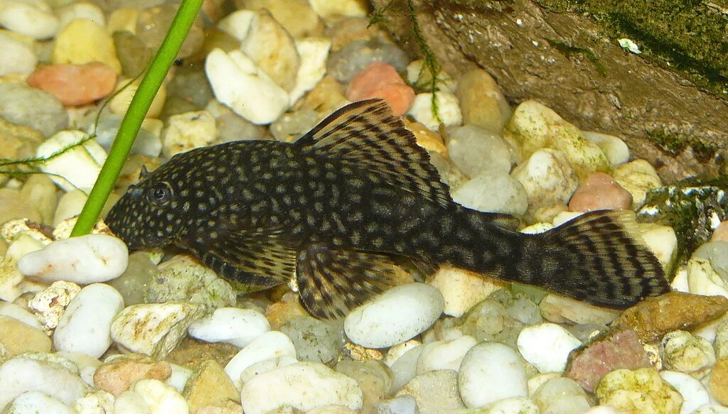 анциструс аквариумная рыбка. анциструс крапчатый. усатый сомик-анцистр. анциструс тамбоенсис. анциструс аквариумная рыбка.