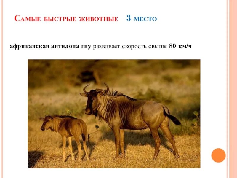Какие скорости у животных. Антилопа гну картинки с описанием. сообщение на тему животные рекордсмены. самые быстрые животные таблица. 3 самых быстрых животных.