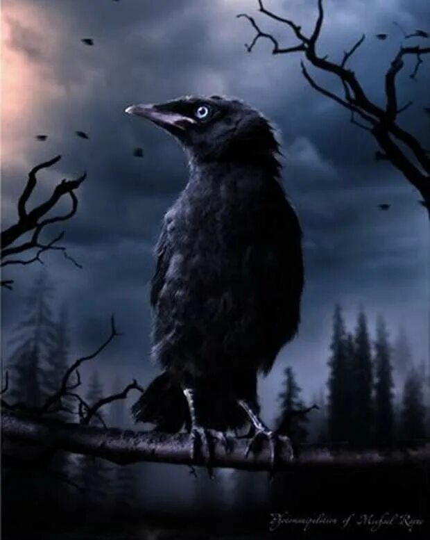 Ворон. Вороны ночью. Вороны на ветке. Ворон сидит. Night crows вороны