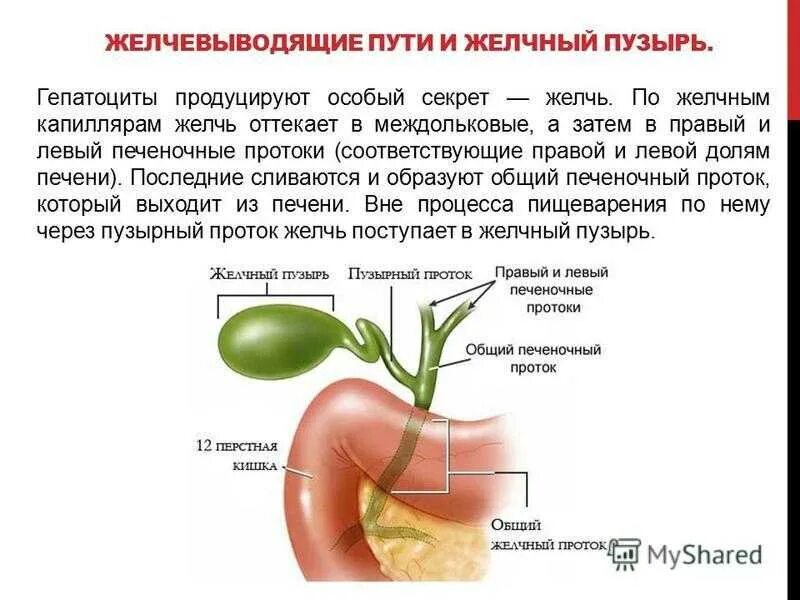 Болезнь желчных протоков. Жёлчный пузырьпищеварительная система. Желчный пузырь пищеварительная система. Функции желчного пузыря в пищеварительной системе. Пищеварительная система печень желчный пузырь.