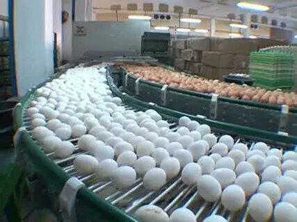 Омская птицефабрика