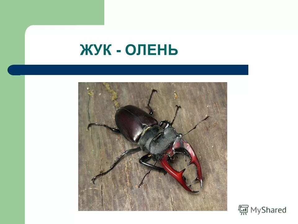 Жук олень краткое описание для детей. Насекомое жук олень рассказ. Выпишите из предложенного описания жука оленя три. Выпишите из предложенного описания жука оленя три. Выпишите из предложенного описания жука оленя три.