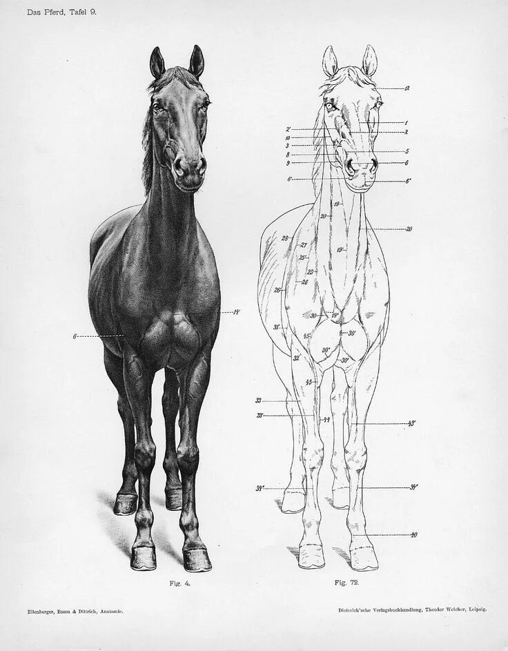 Какая длина лошади. Анатомия лошади тяжеловоза. Анатомия лошади для художников пропорции. Скакательный сустав у лошади анатомия. Лошадь референс строение.
