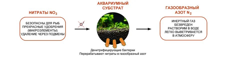 Денитрификация это. Денитрификация азота бактериями. Нитрификация в аквариуме. Азотный цикл в аквариуме. Денитрифицирующие бактерии.