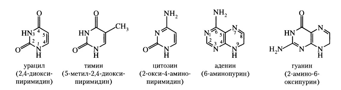 Урацил Тимин цитозин формулы. Нуклеотиды РНК урацил Тимин цитозин гуанин аденин. Структурная формула цитозина. Нуклеотиды гуанин аденин Тимин урацил.