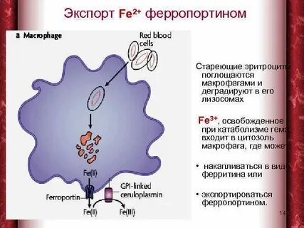 Железо в макрофагах