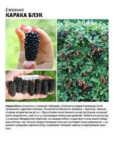 Ежевика характеристика сортов