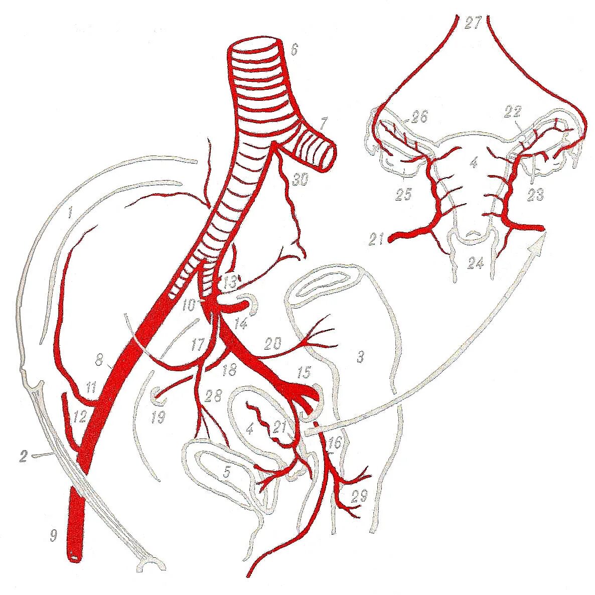 Подвздошная артерия анатомия. Ветви внутренней подвздошной артерии анатомия. Подвздошная Вена малого таза. Внутренняя подвздошная артерия схема. Кровообращение малого таза у женщин