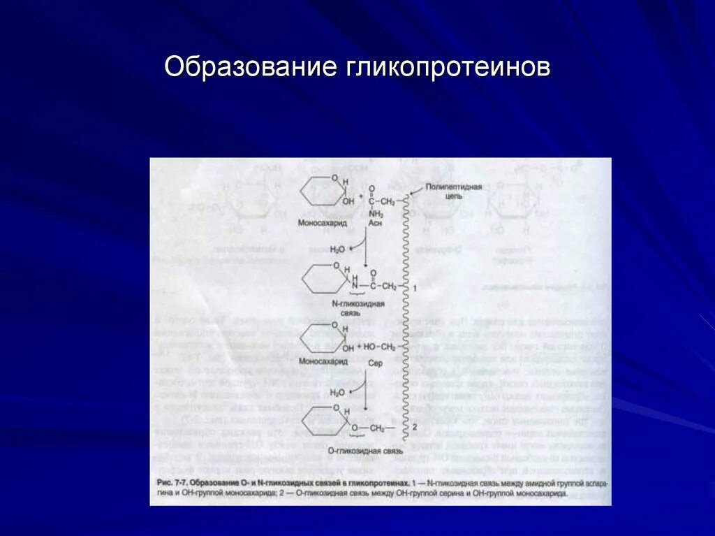 Гликопротеиды