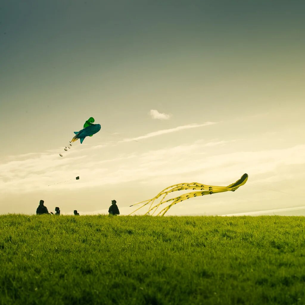 Fly go first