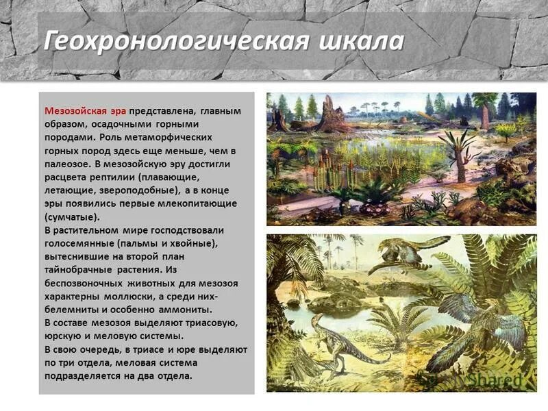 Мезозойскую культуру. Мезозойские растения. Растения из мезозойской эры. Изменения в мезозое. Растительный мир мезозойской эры кратко.