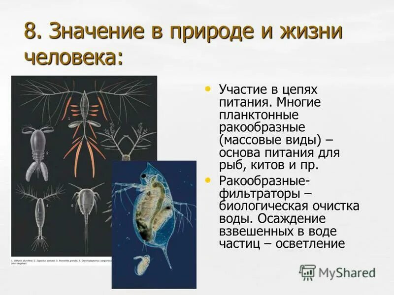 значение в природе и жизни человека ракообразных image #18