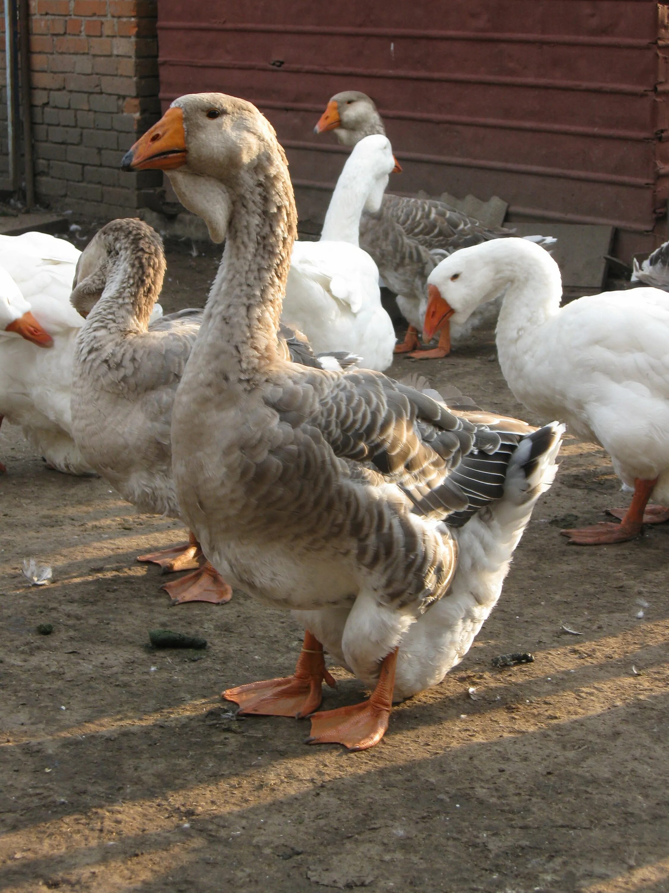Ландская порода гусей. Тулузские гуси гусята. Рейнская порода гусей. Гуси бывают. Greylag goose.